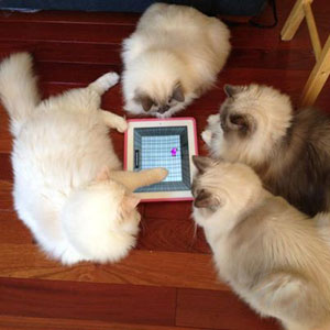 Игра для кошек на планшет iPad